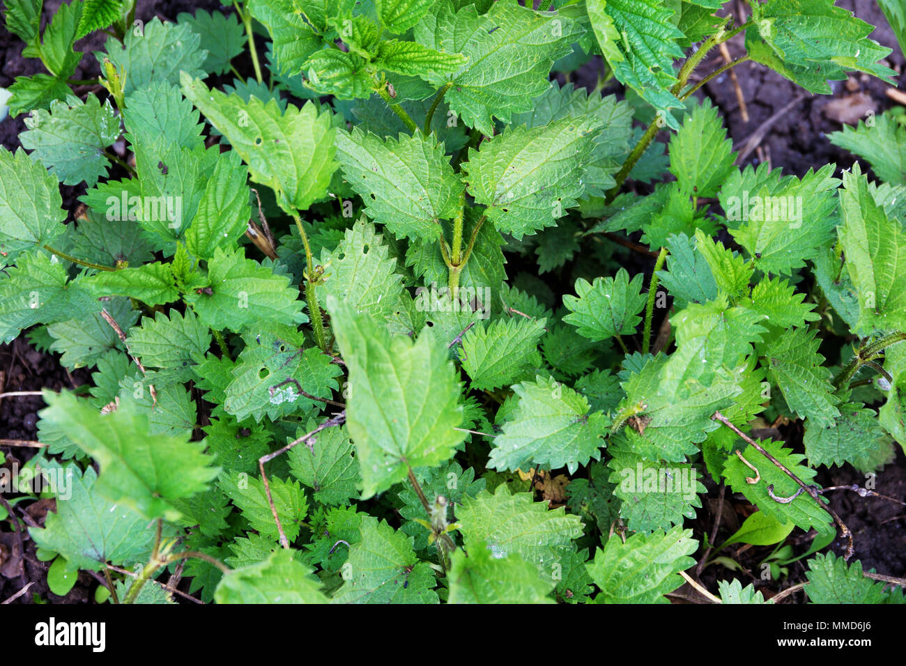 Nettle is a dioecious perennial herbaceous plant. Weed, medicinal and edible plant. Stock Photo