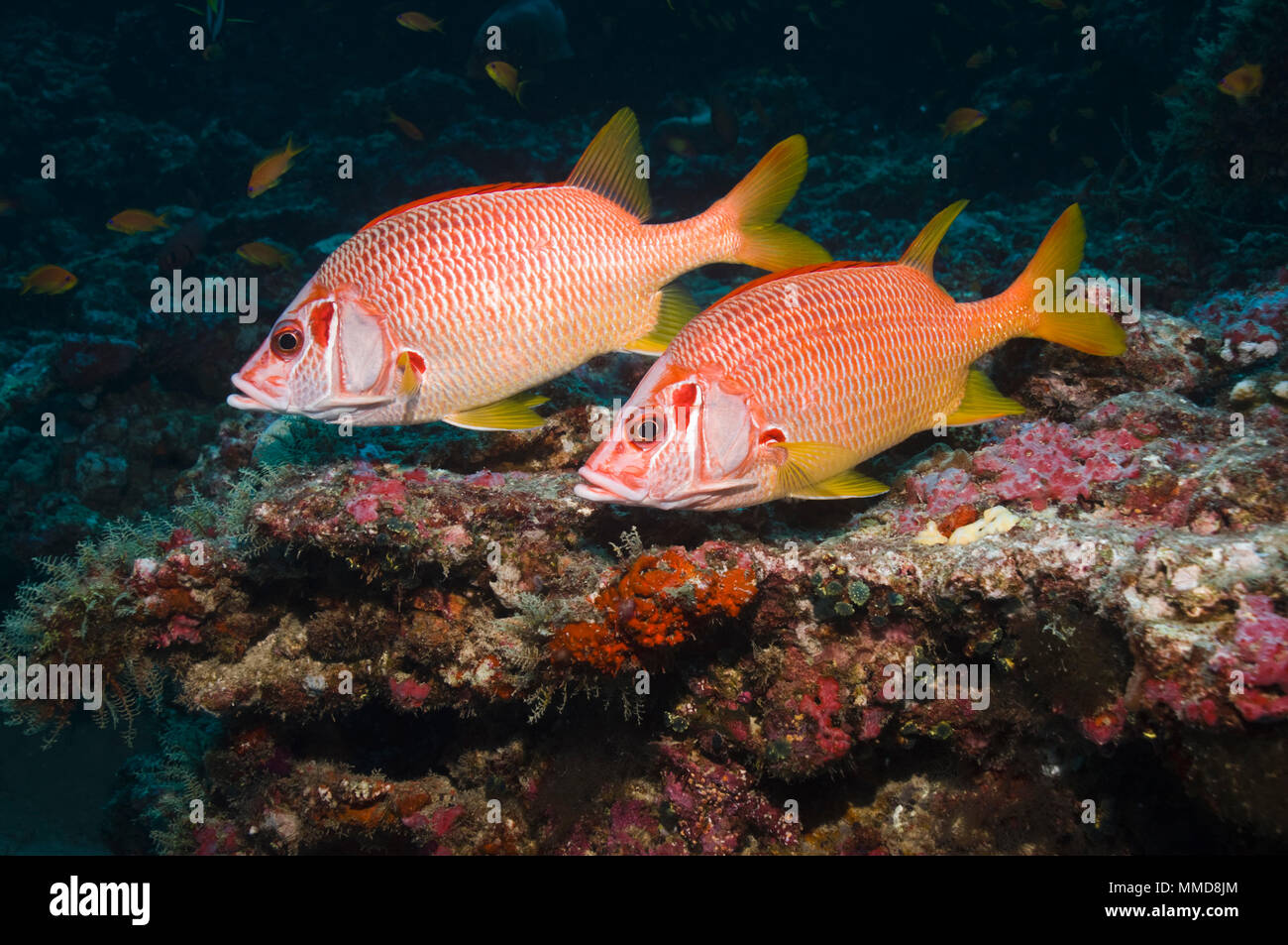 Pair of Sabre squirrelfish (Sargocentron spiniferum) over coral reef.  Maldives. Stock Photo