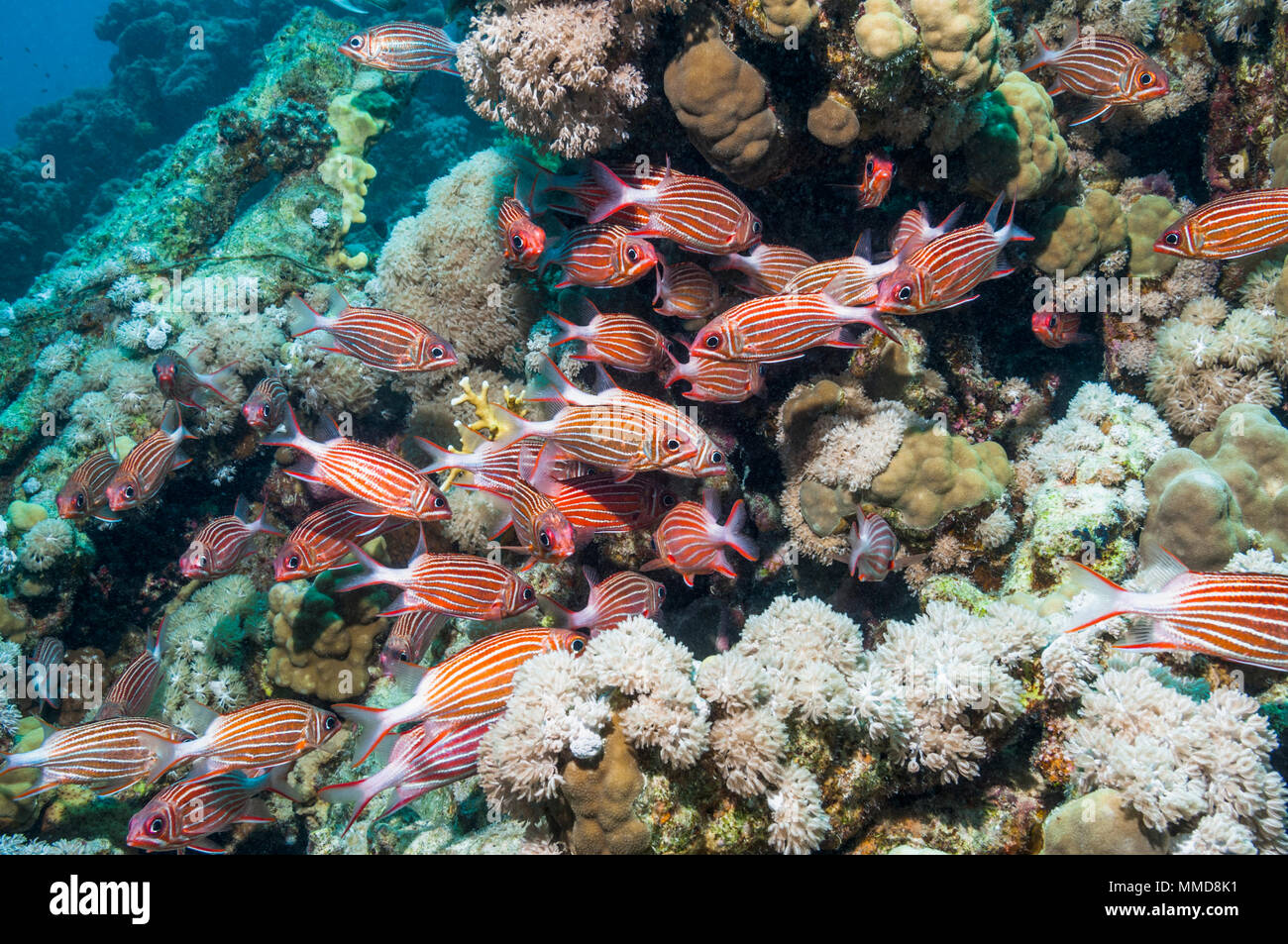 School of Crown squirrelfish (Sargocentron diadema).  Egypt, Red Sea. Stock Photo
