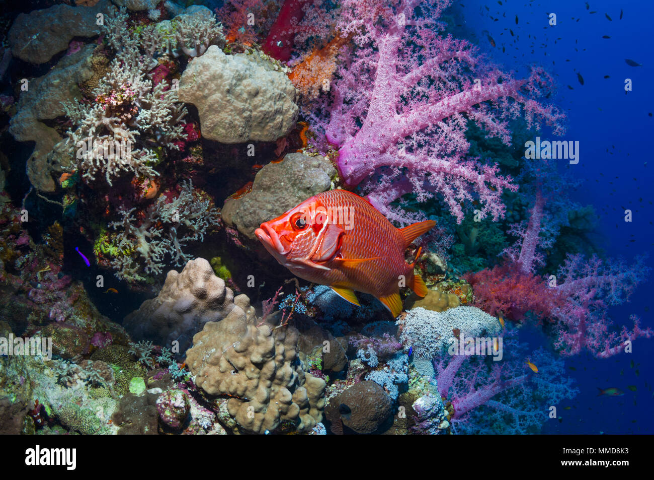 Sabre squirrelfish [Sargocentron spiniferum] with soft coral [Dendronephthya sp.] on reef wall.  Egypt, Red Sea. Stock Photo