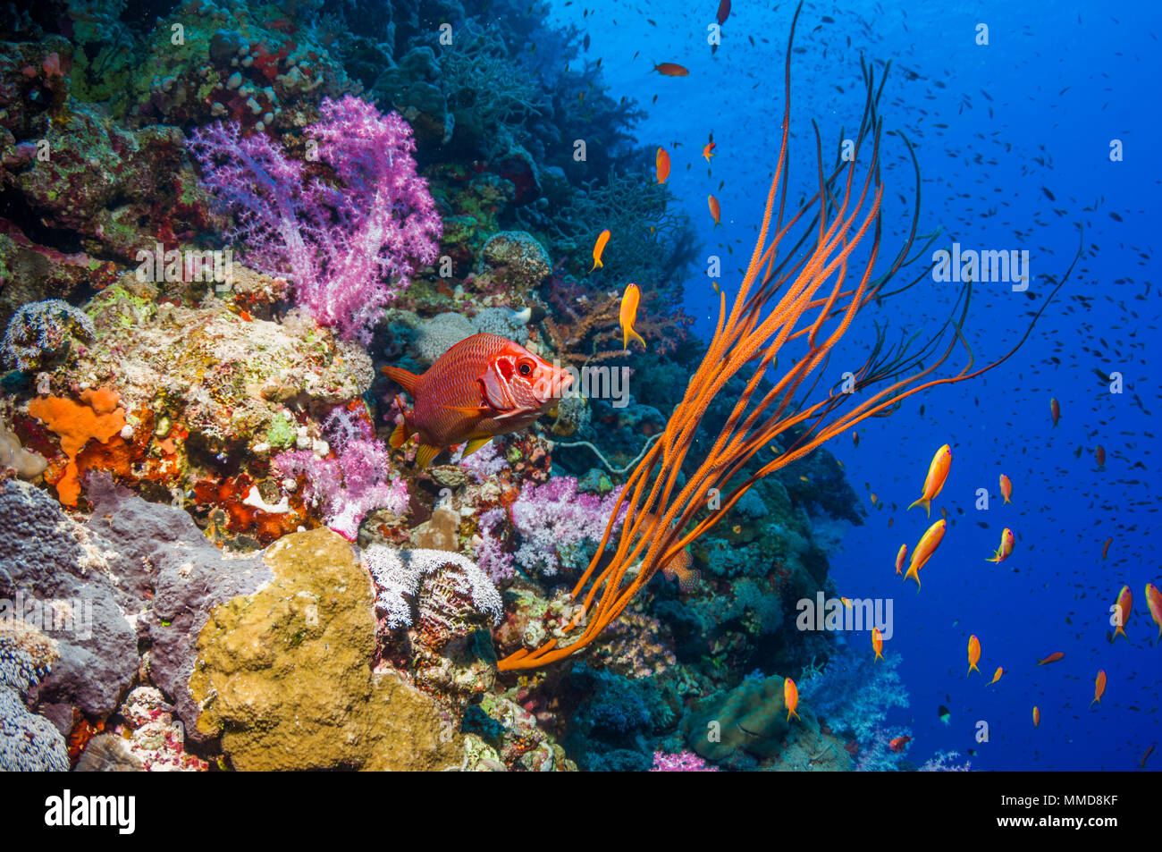 Long-jawed squirrelfish [Sargocentron spiniferum] with a Sea whip or Gorgonian [Ellisella ceratophyta].  Egypt, Red Sea. Stock Photo