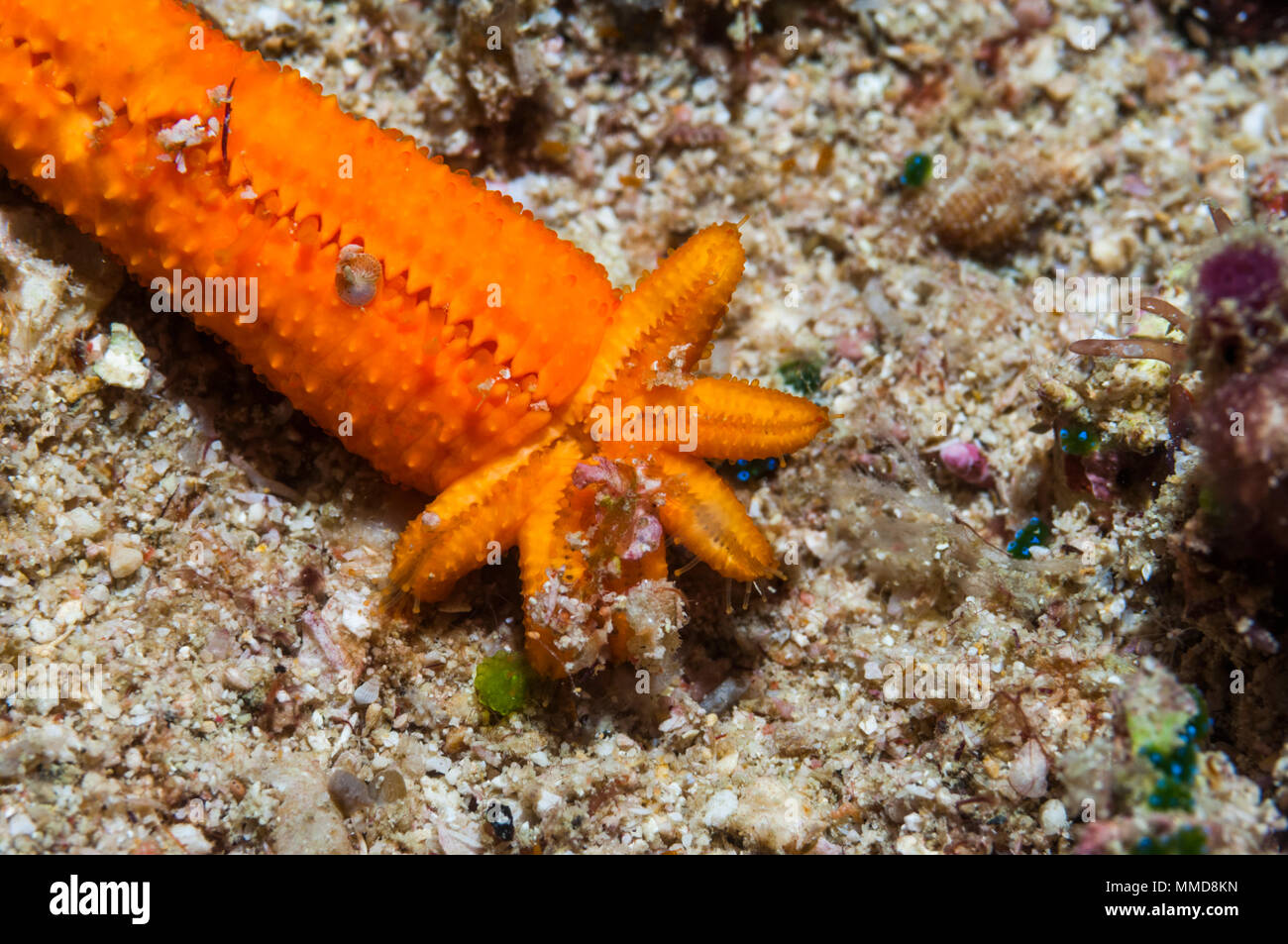 Comet: Severed arm of Porous starfish [Fromia milleporella] regenerating 5 new arms.  West Papua, Indonesia. Stock Photo