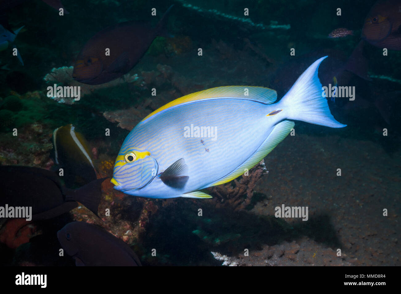 Elongate surgeonfish [Acanthurus mata].  Indonesia. Stock Photo