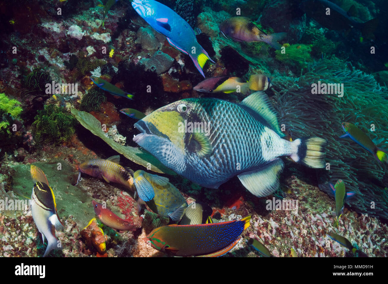 Giant triggerfish (Balistoides viridescens) feeding on coral reef Stock Photo