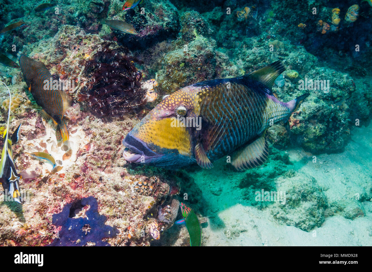 Titan triggerfish [Balistoides viridescens] cutting up coral rock ...