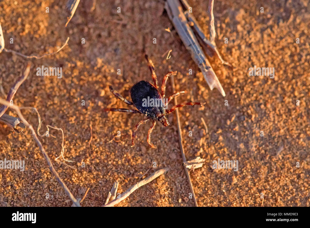 Hyalomma tick from Ixodidae family close Stock Photo