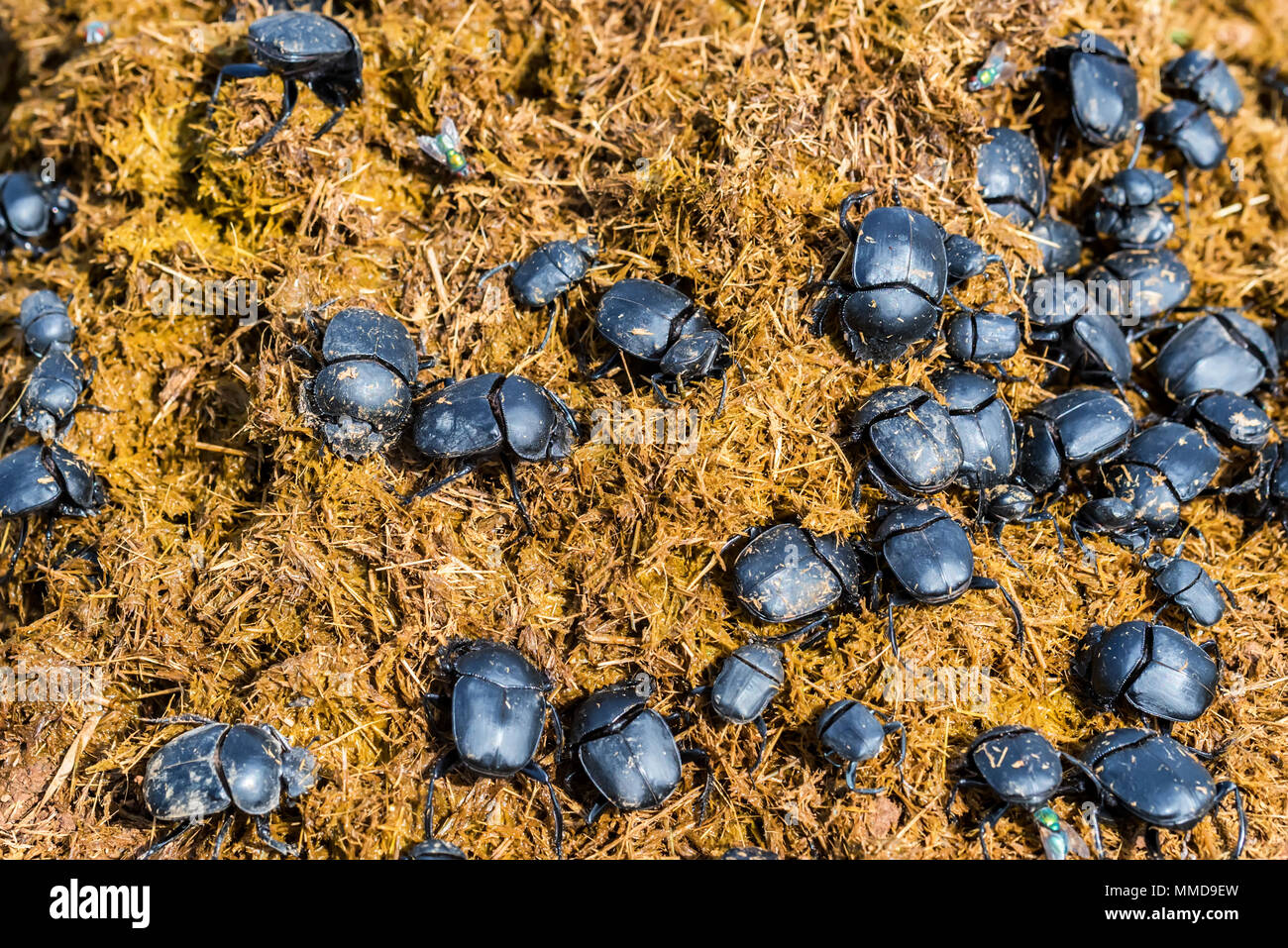 Group of Scarabaeus sacer of Sacred Scarab in dung Stock Photo