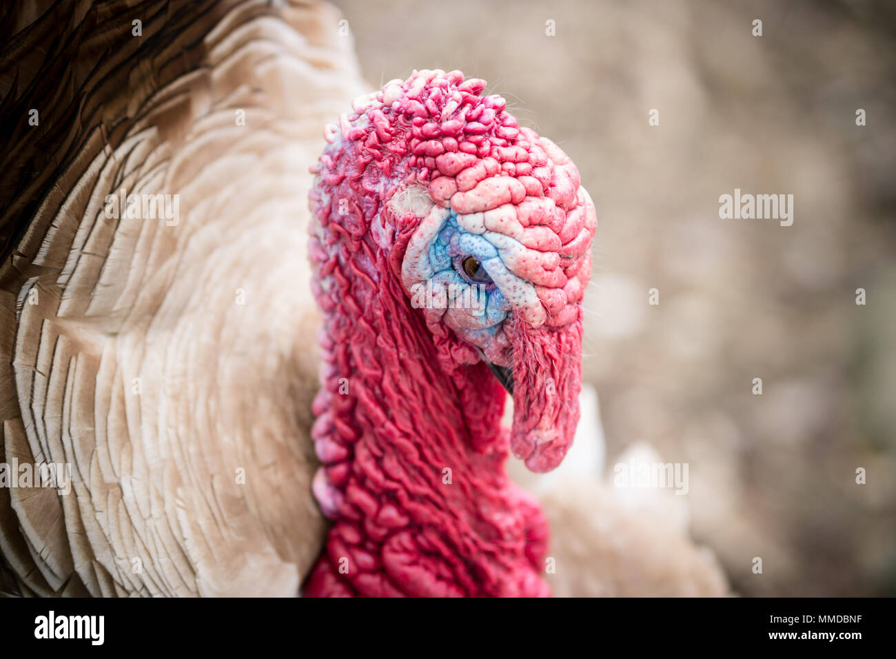 Turkey wattle hires stock photography and images Alamy
