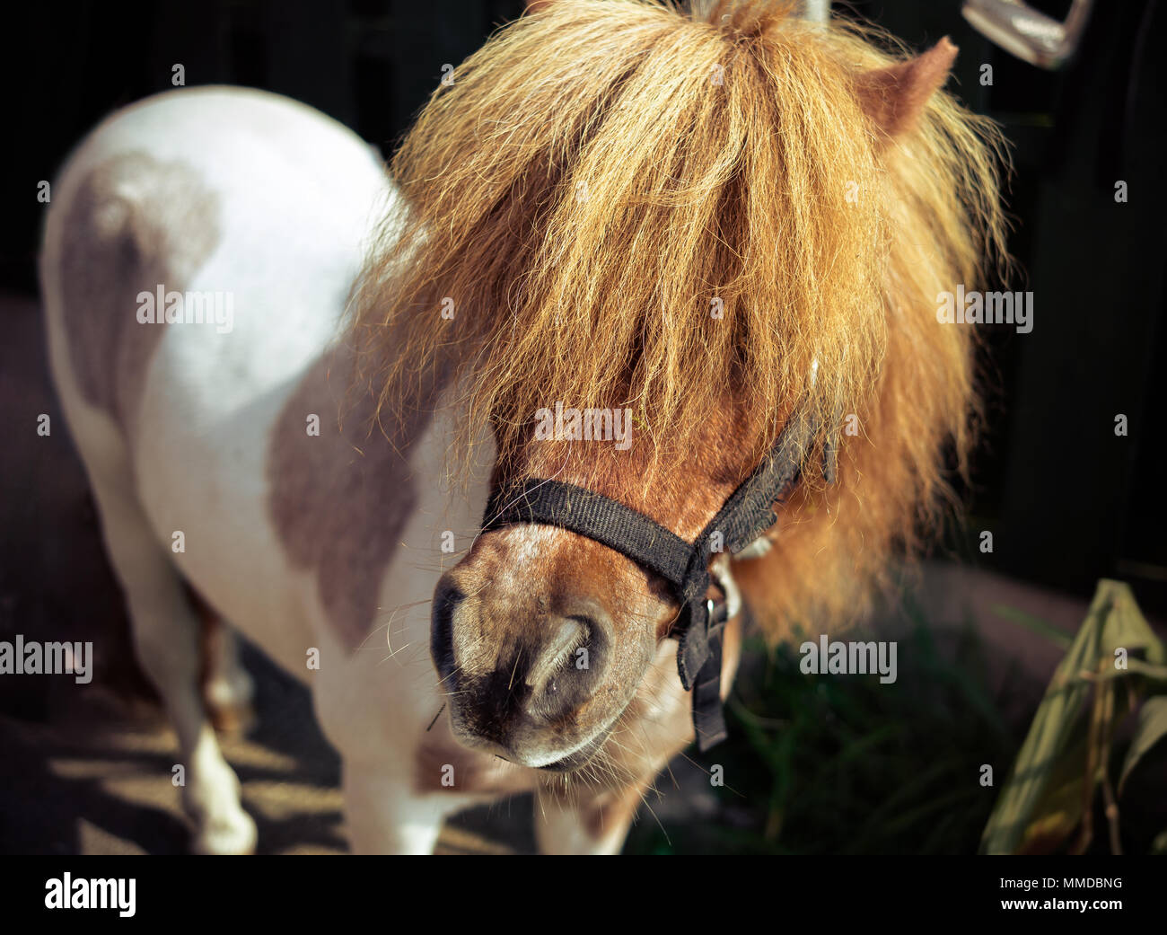 Stunning Skewbald Miniature Horse Up Close with Mane Covering Eyes Stock Photo