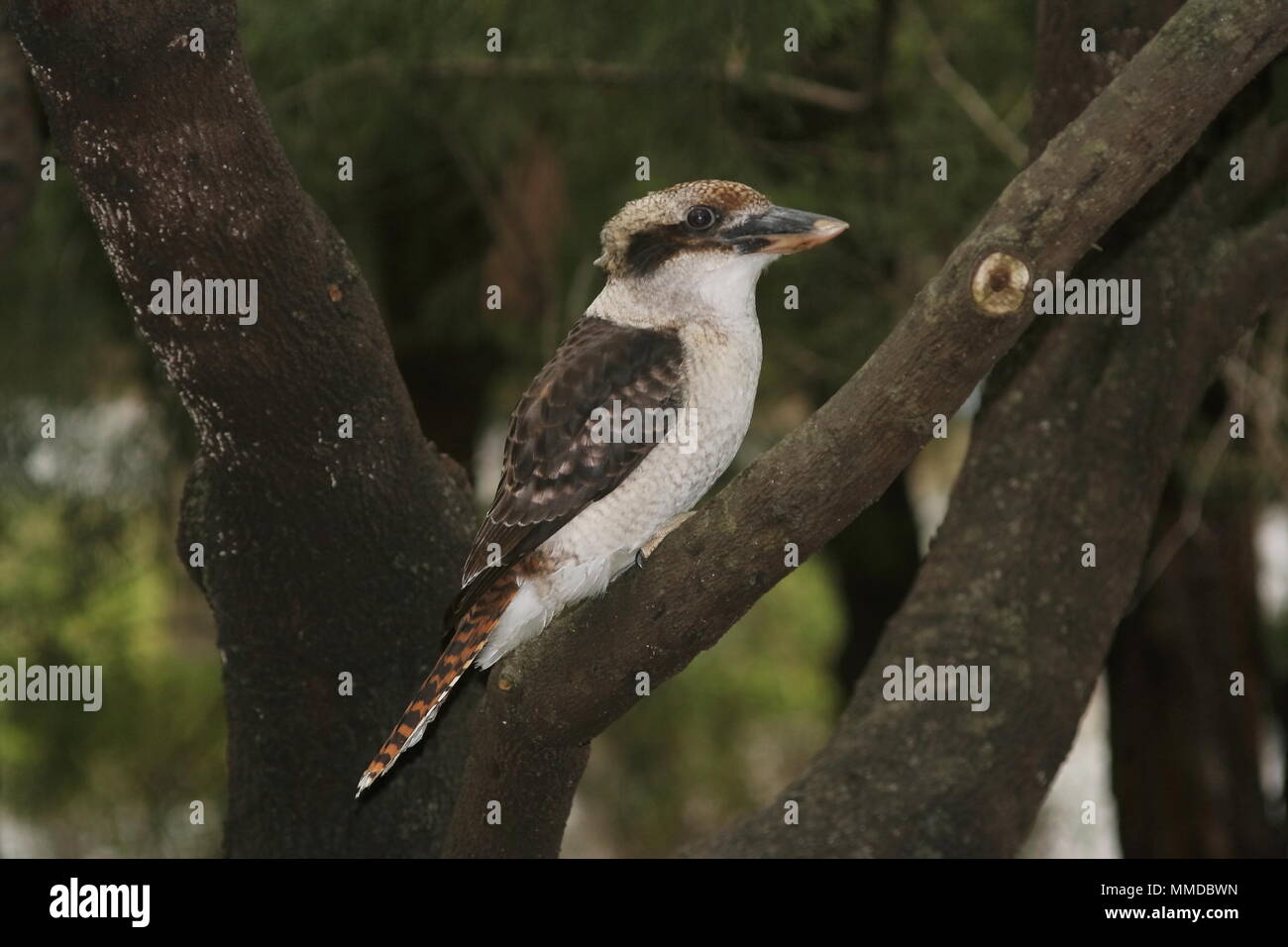 Kookaburra (Dacelo novaeguineae), also known as the Laughing Jackass, perched in the fork of a tree, Wirreader Nature Reserve, Boronia, Australia. Stock Photo