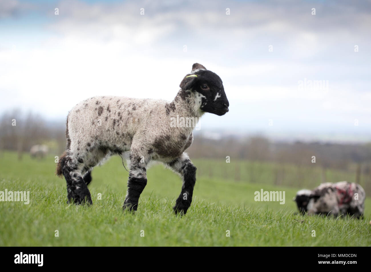 Sheep and lambs in a field in North Yorkshire, England, United Kingdom Stock Photo