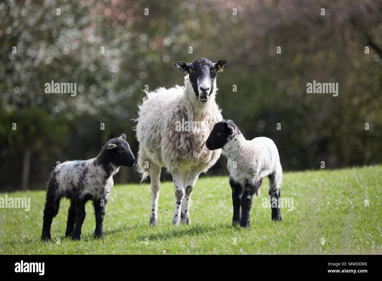 Sheep and lambs in a field in North Yorkshire, England, United Kingdom Stock Photo