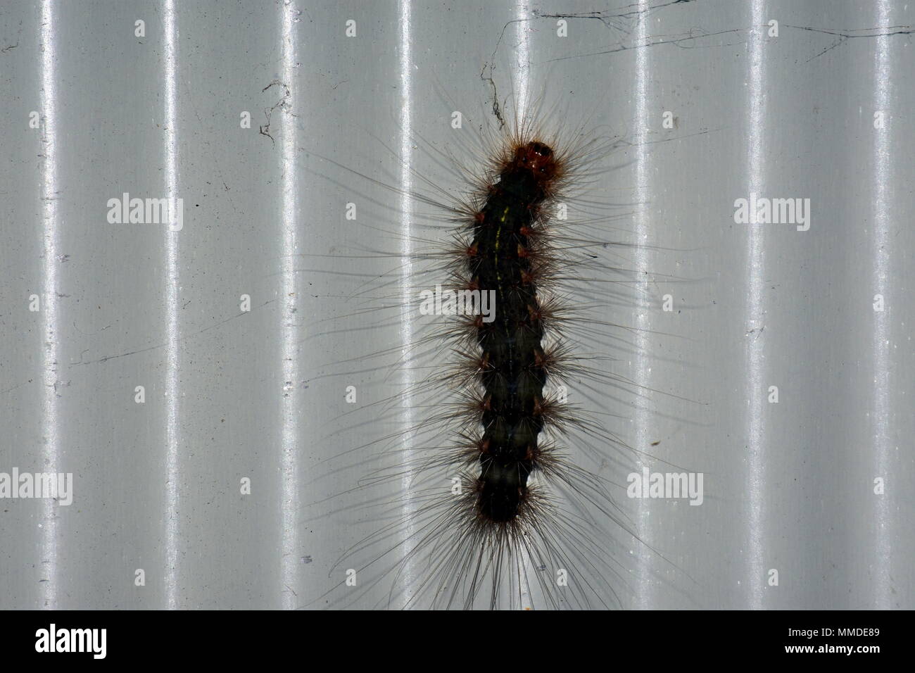 https://c8.alamy.com/comp/MMDE89/white-cedar-moth-caterpillar-leptocneria-reducta-MMDE89.jpg