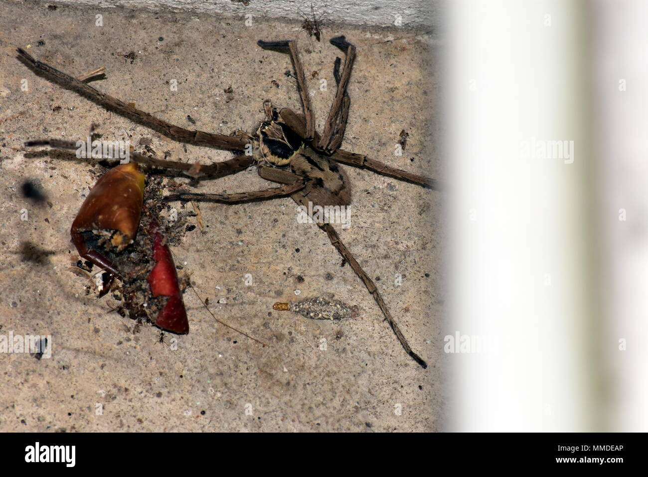 Huntsman spider. Stock Photo