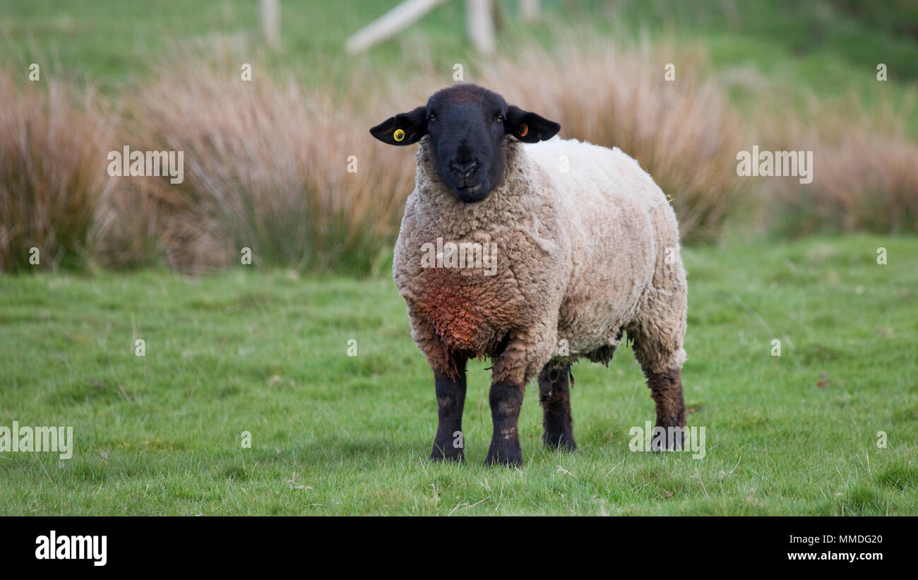 Male Suffolk sheep in a field in North Yorkshire, England, United Kingdom Stock Photo