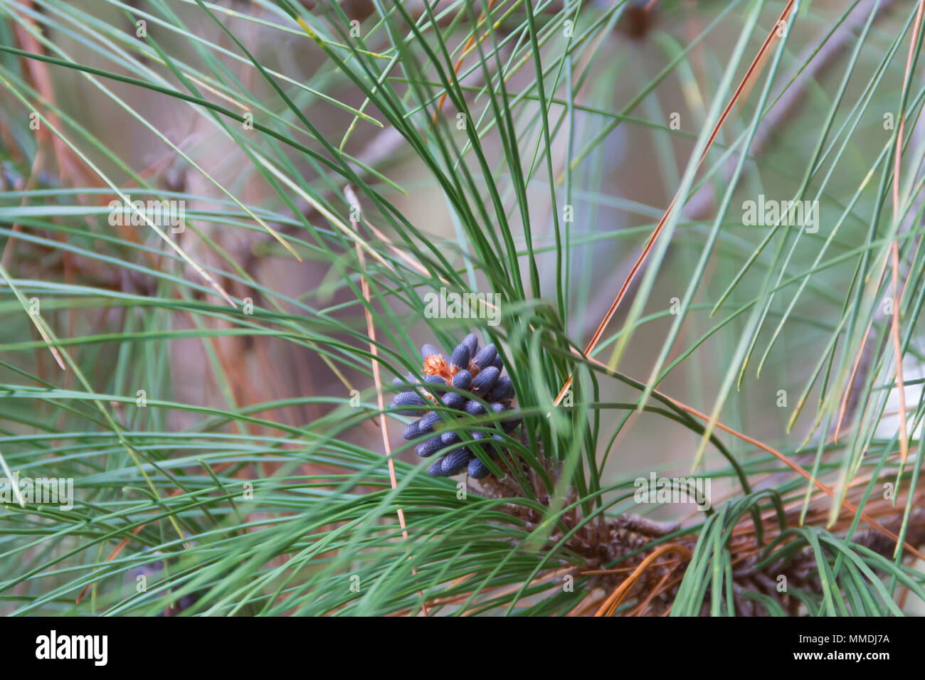 Pineapple ripening hires stock photography and images Alamy