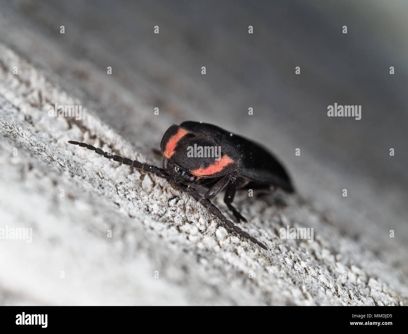 Ellychnia hatchi (diurnal firefly beetle) close-up Stock Photo