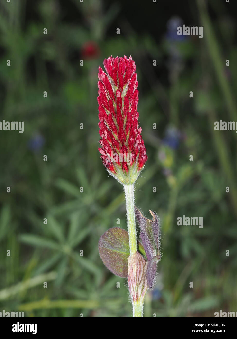 Crimson clover (Trifolium incarnatum) flower close-up Stock Photo