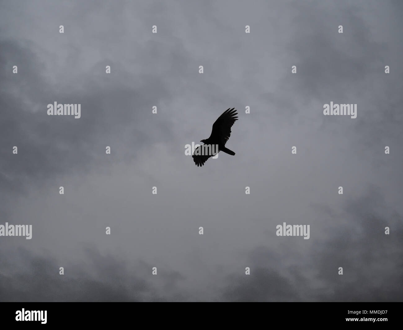 Turkey vulture (Cathartes aura) in flight silhouette, Washington state
