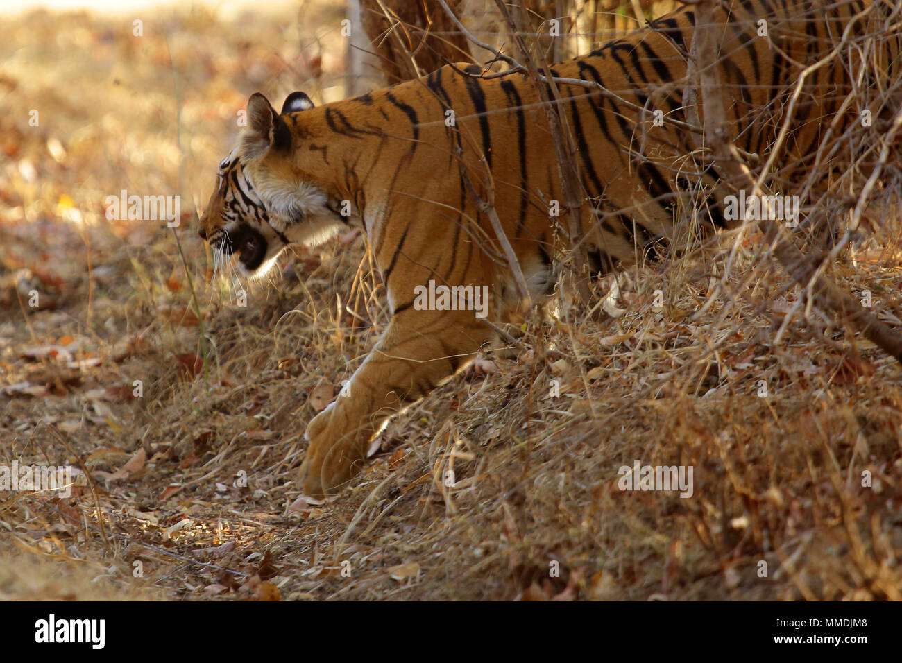 Tiger reserve, Satpura in India Stock Photo