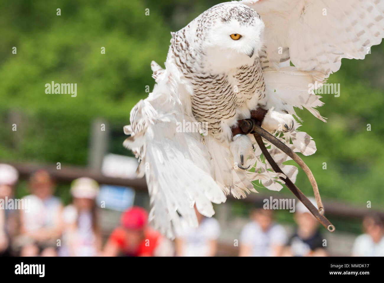 Snowy owl during a birds of prey show in Italy Stock Photo - Alamy