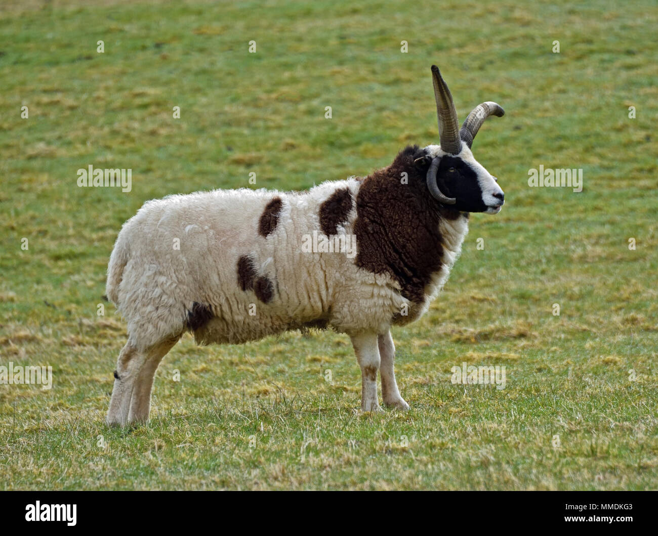 Jacob Sheep. Cleghorn, Lanarkshire, Scotland, United Kingdom, Europe