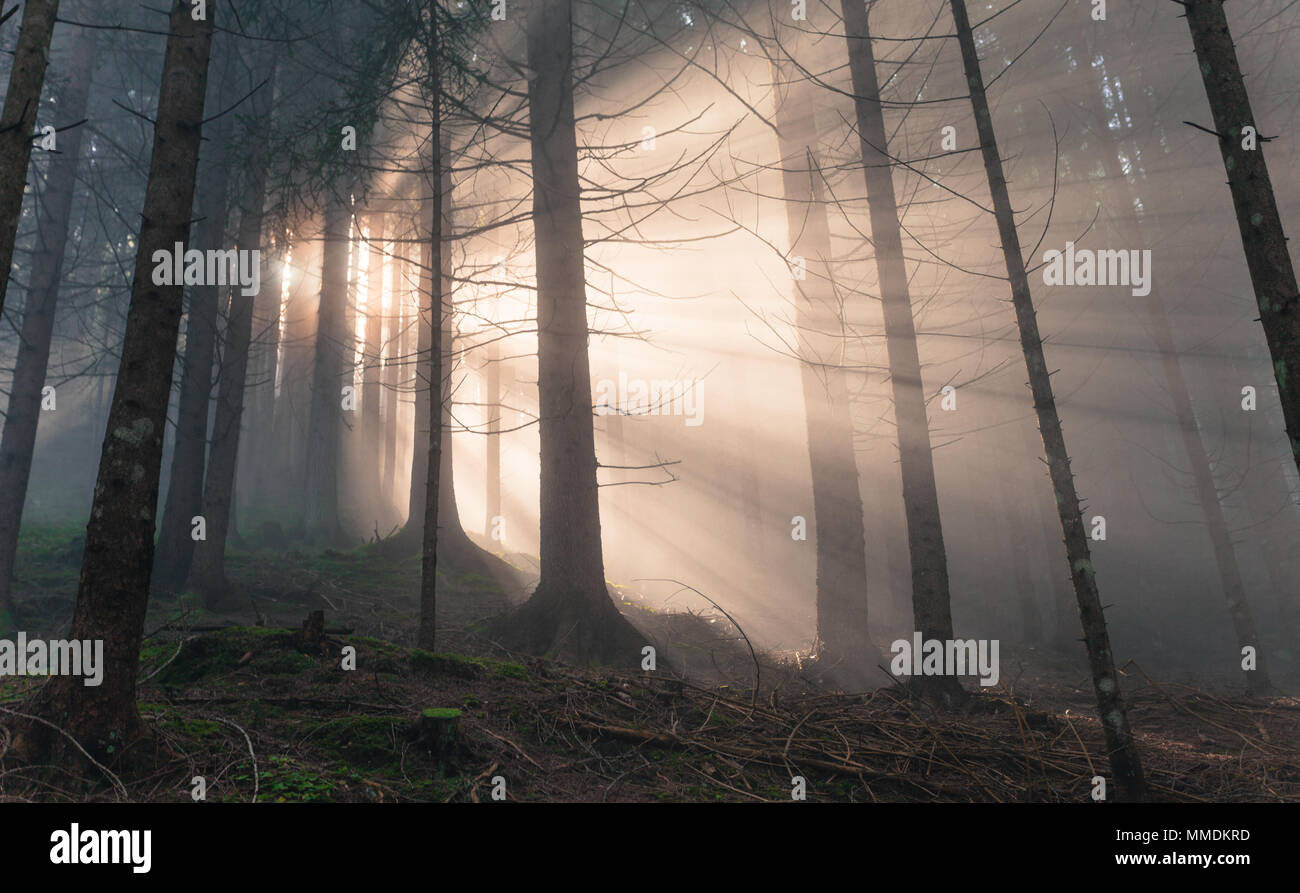 Inside The Woods High Resolution Stock Photography and Images - Alamy