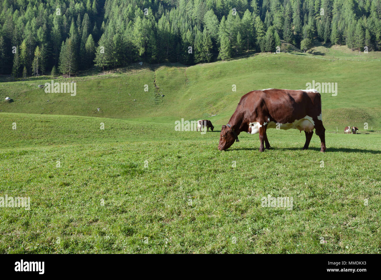 Cows In Italy Tyrol cows hi-res stock photography and images - Alamy
