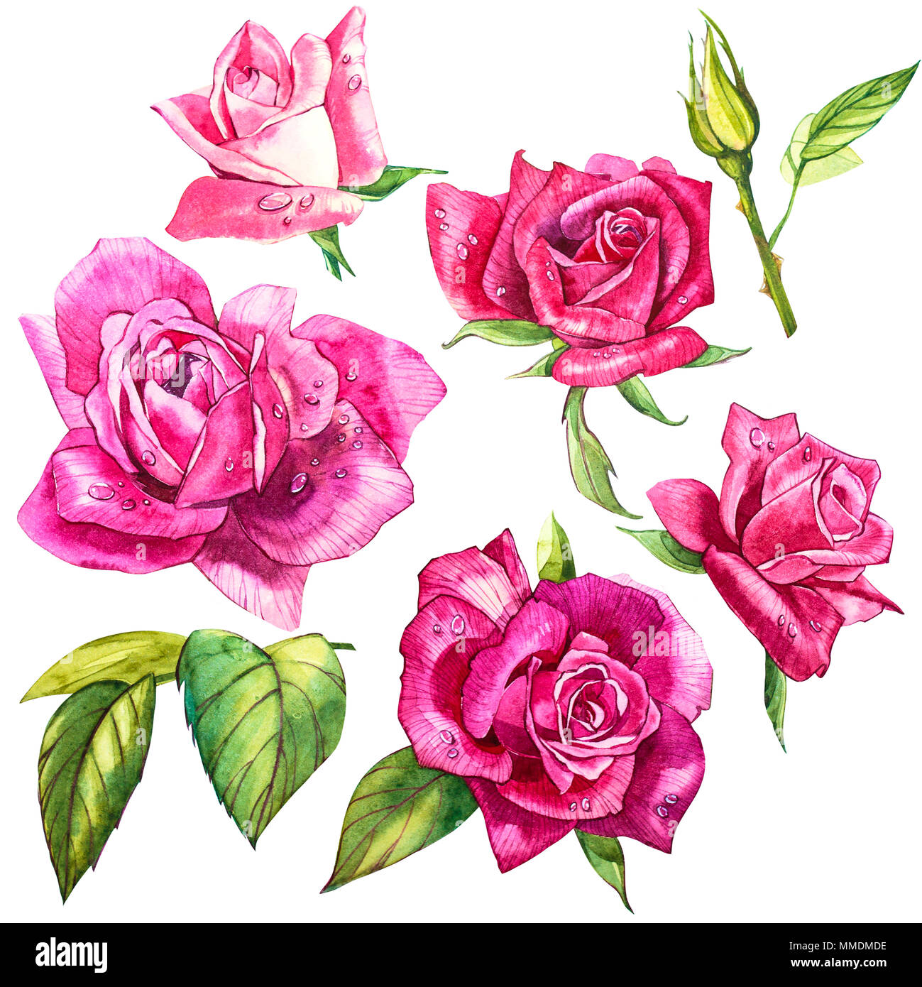 Set watercolor elements of roses. Collection garden pink flowers ...