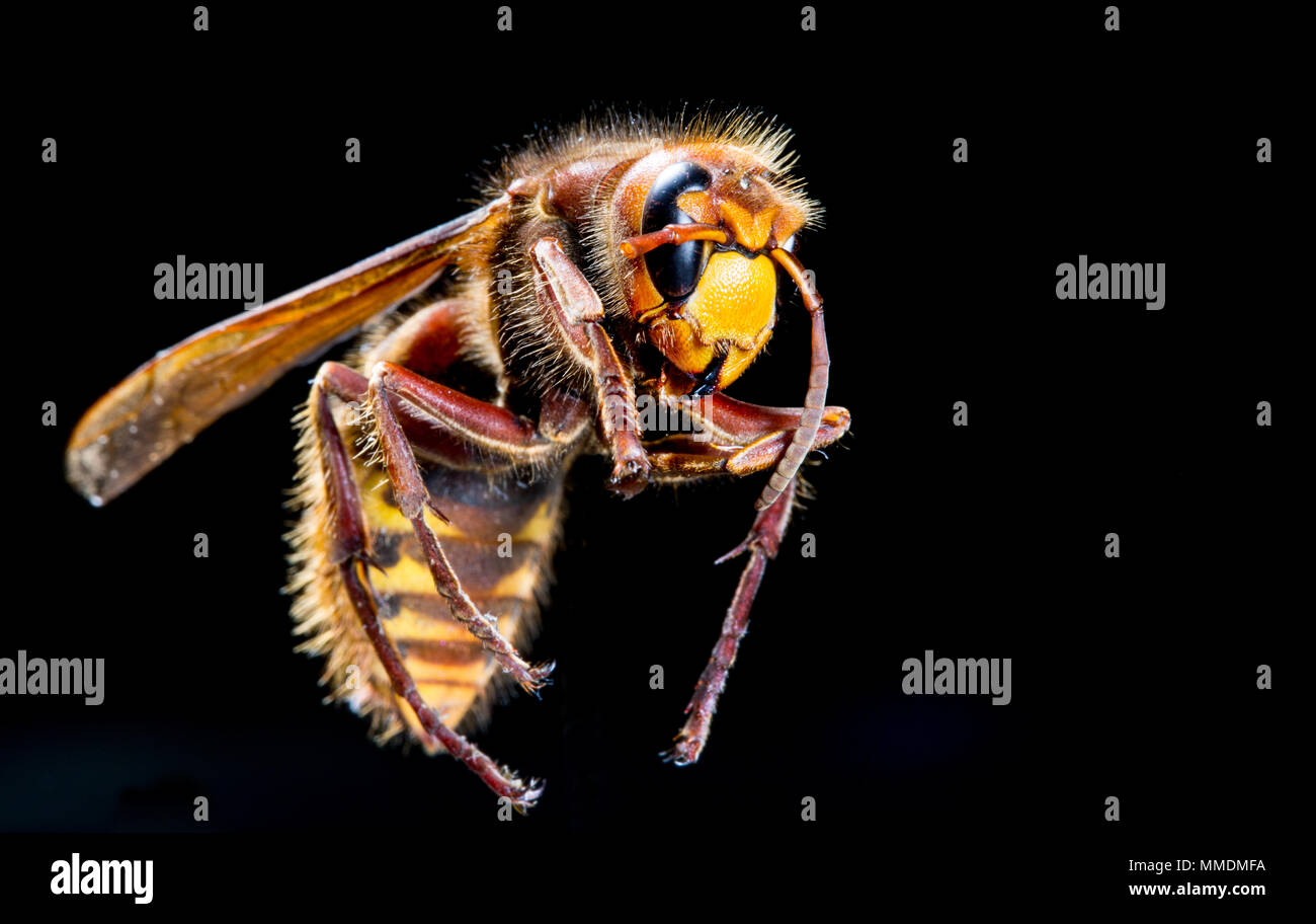 European Hornet ( Vespa crabro ) pictured against a black background in the UK Stock Photo