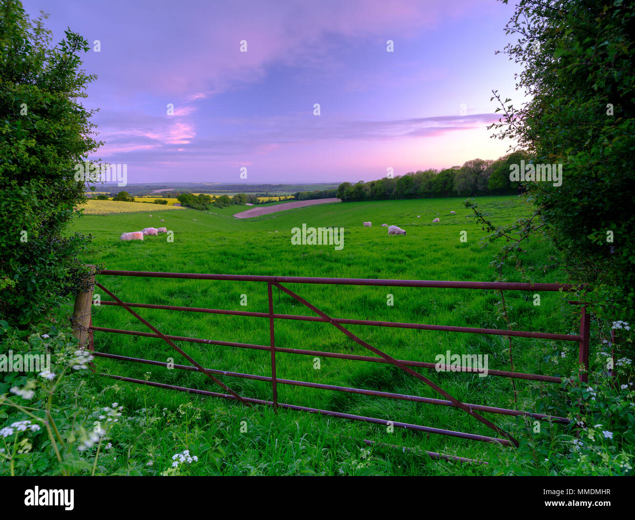 Spring sunset over South Downs field of sheep with the Solent and Isle of Wight in the background, Hampshire, UK Stock Photo