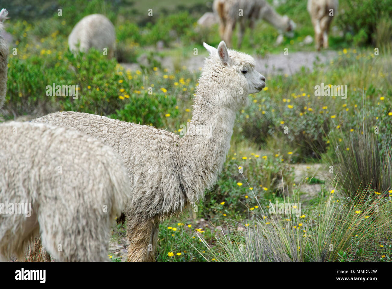 Llamas in the Arequipa Region Stock Photo