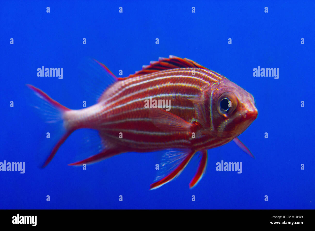 a beautiful picture of a Hawaiian Squirrelfish against a bright blue background Stock Photo