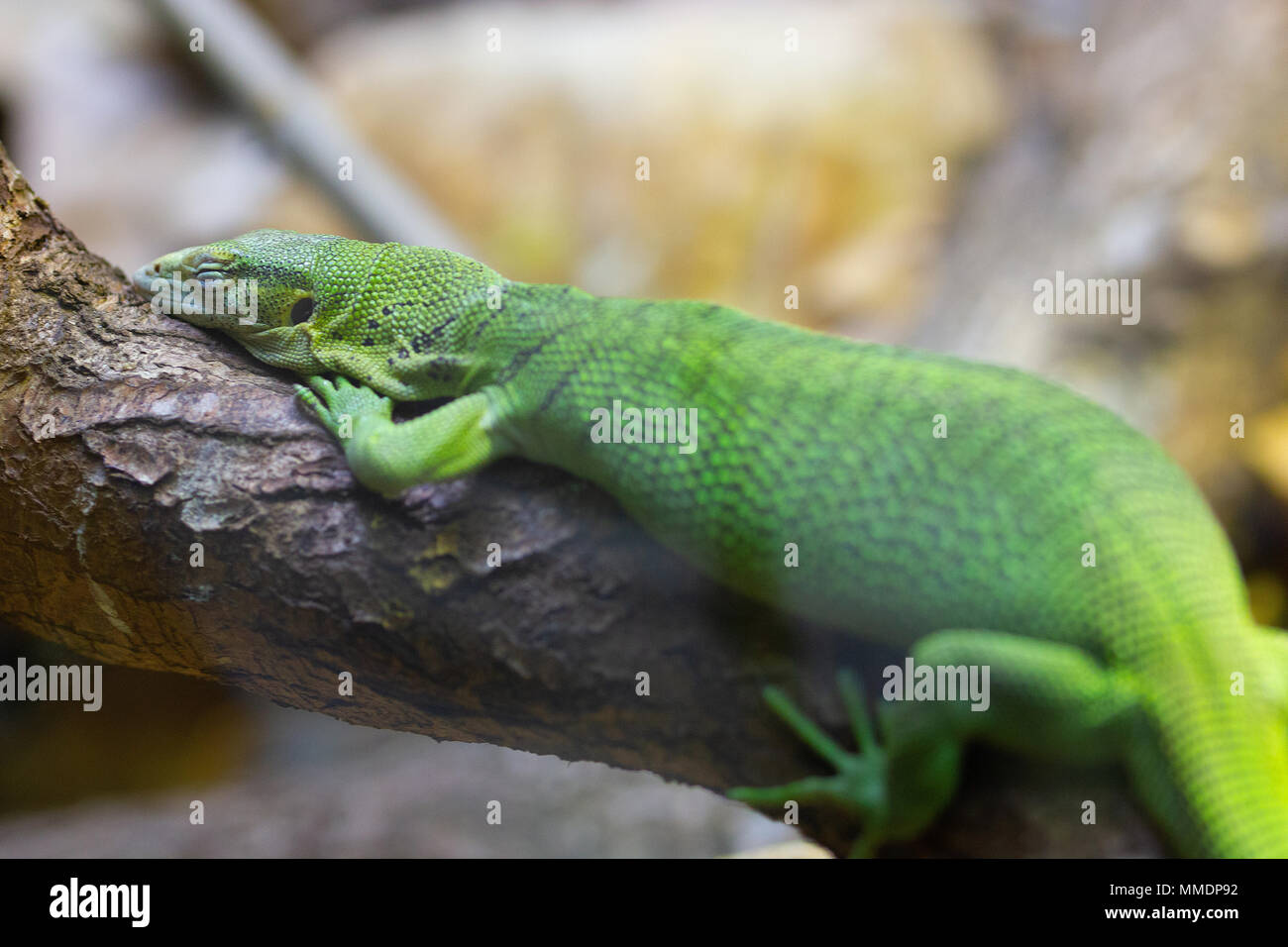 a beautiful green monitor lizard resting on a tree Stock Photo Alamy