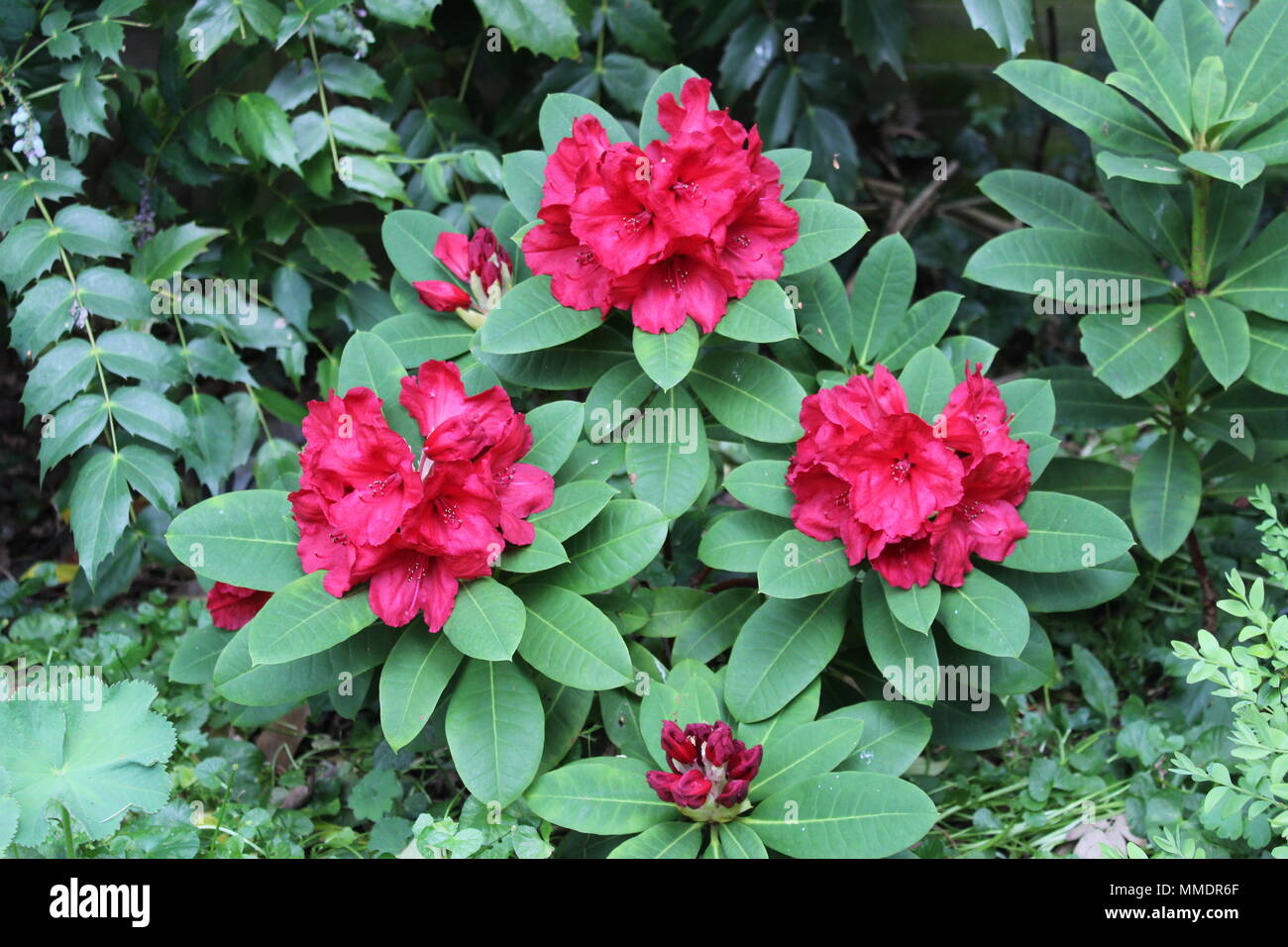 fryser Let at ske Information Red Jack rhododendron finally blooms after ten years Stock Photo - Alamy