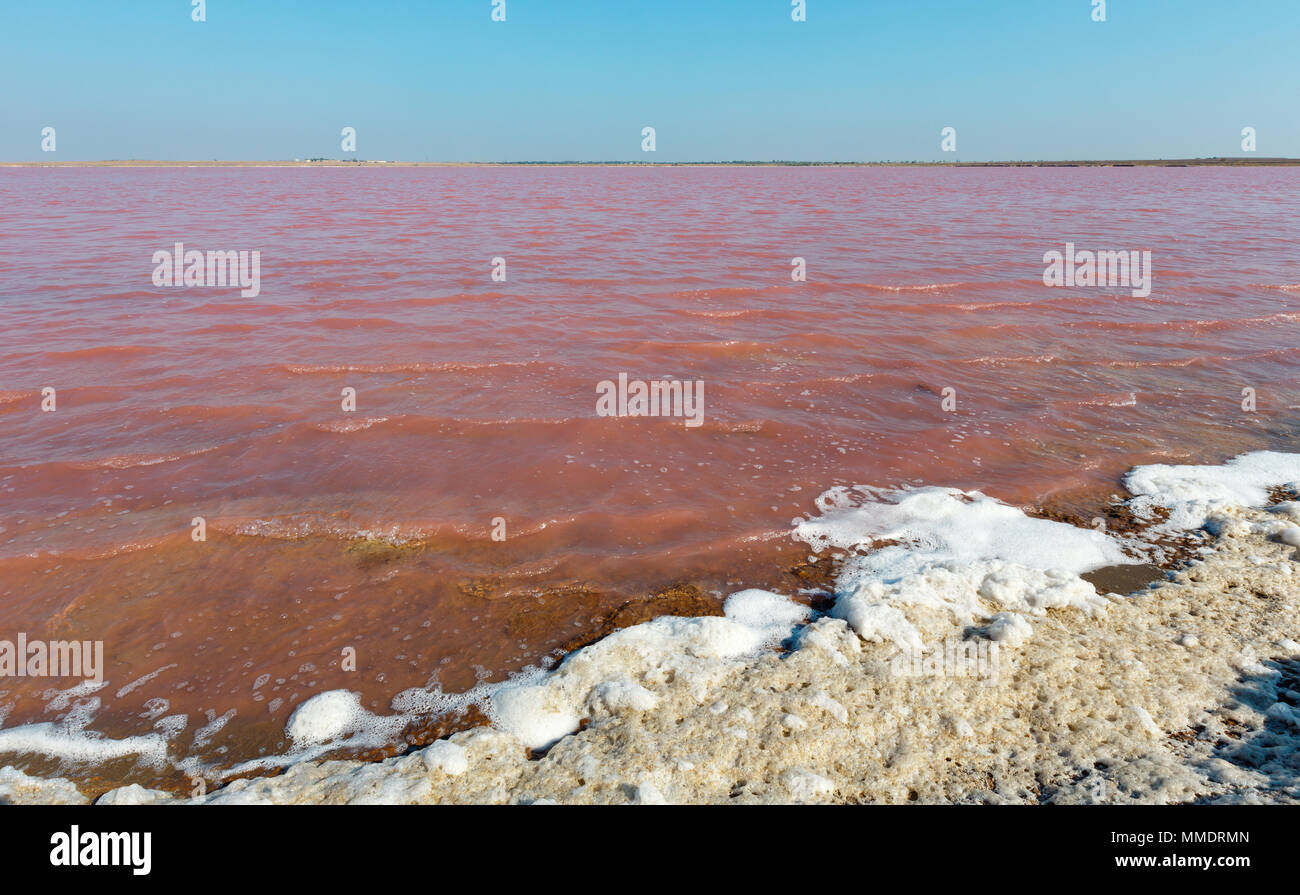 Pink extremely salty Syvash Lake, colored by microalgae with crystalline salt depositions. Also known as the Putrid Sea or Rotten Sea. Ukraine, Kherso Stock Photo