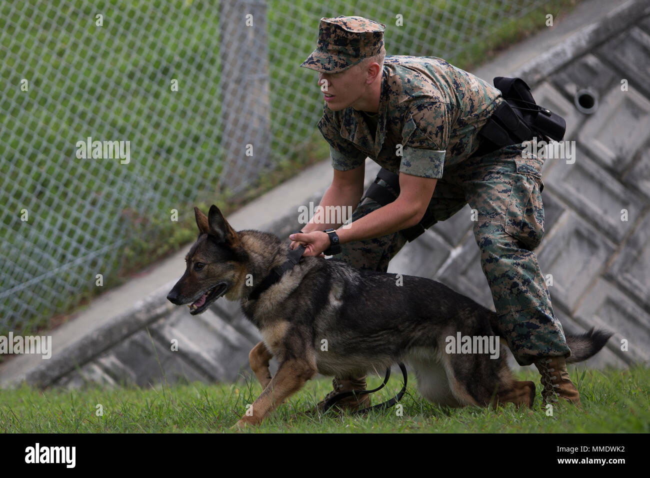 Marine corps k9 training hot sale