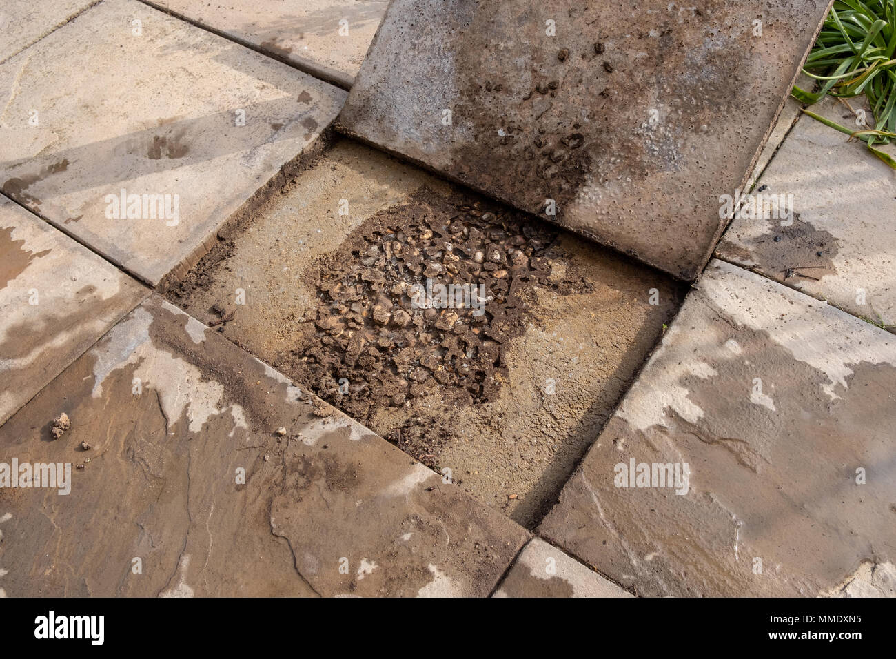 Ant's nest under patio slab Stock Photo Alamy