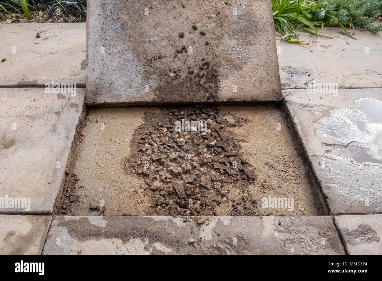 Ant's nest under patio slab Stock Photo Alamy