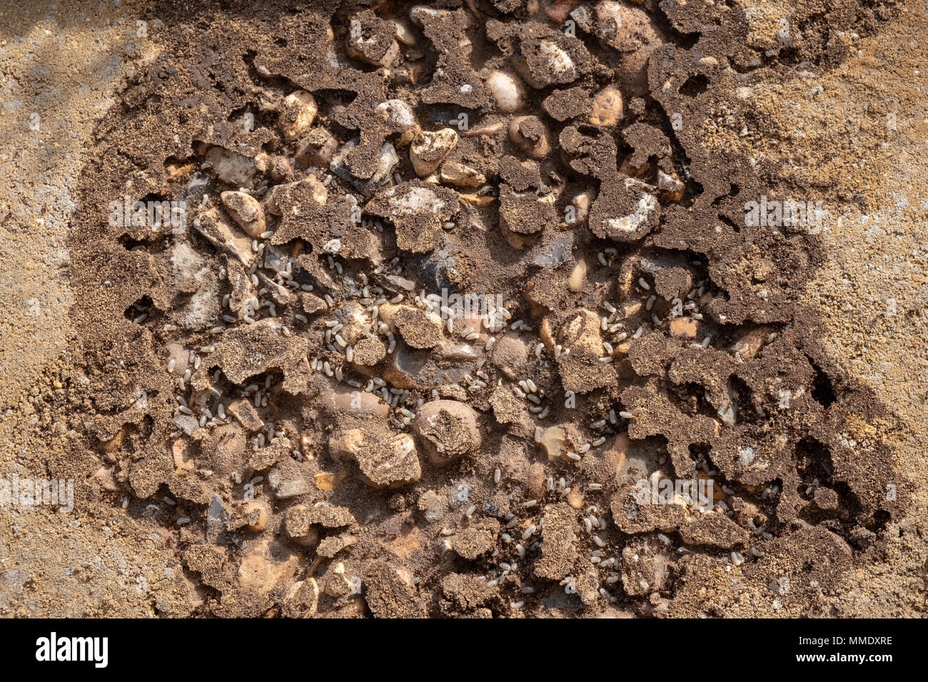 Ants with larva hires stock photography and images Alamy