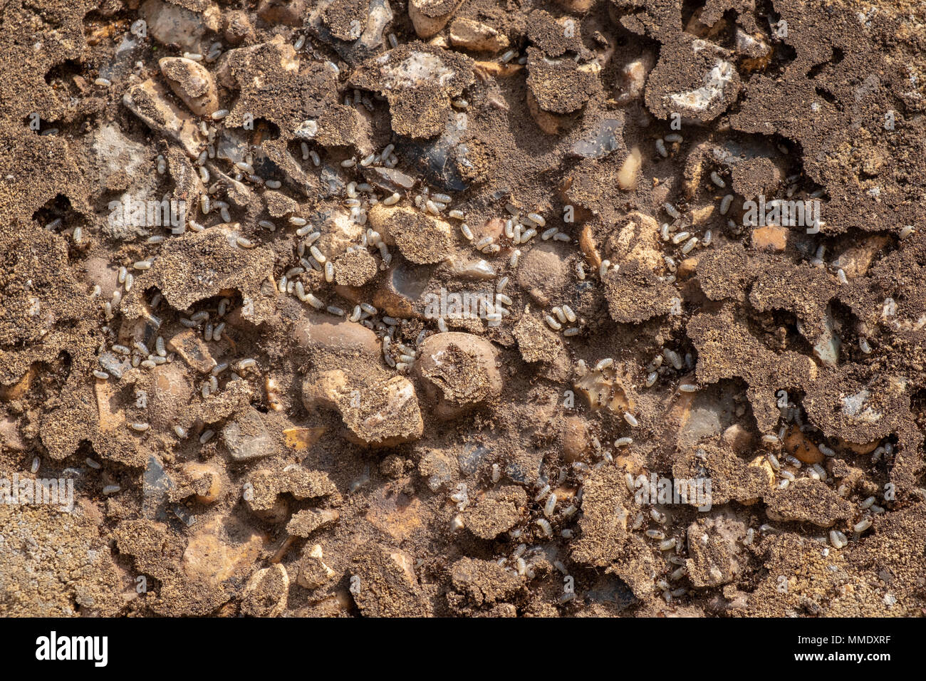 Ant's nest under patio slab Stock Photo Alamy