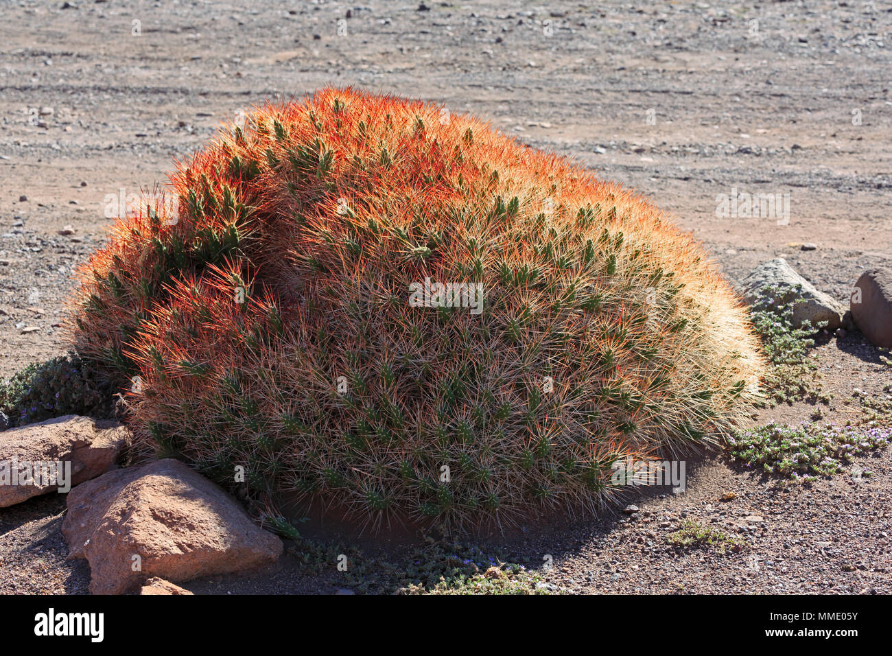 Cactus, Atacama Desert, Chile Stock Photo