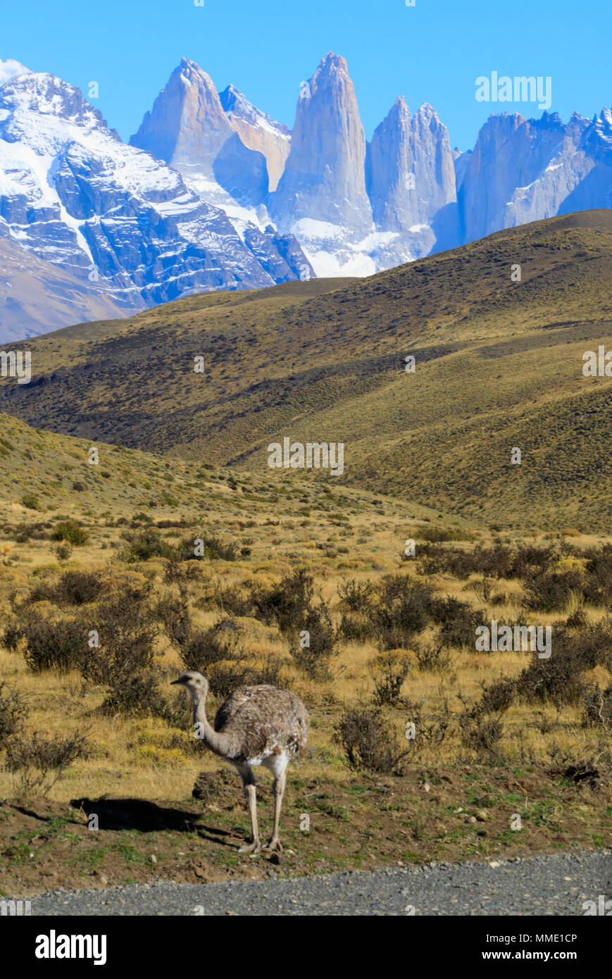 Darwin's rhea, Rhea pennata and Torres del Paine, Patagonia Stock Photo
