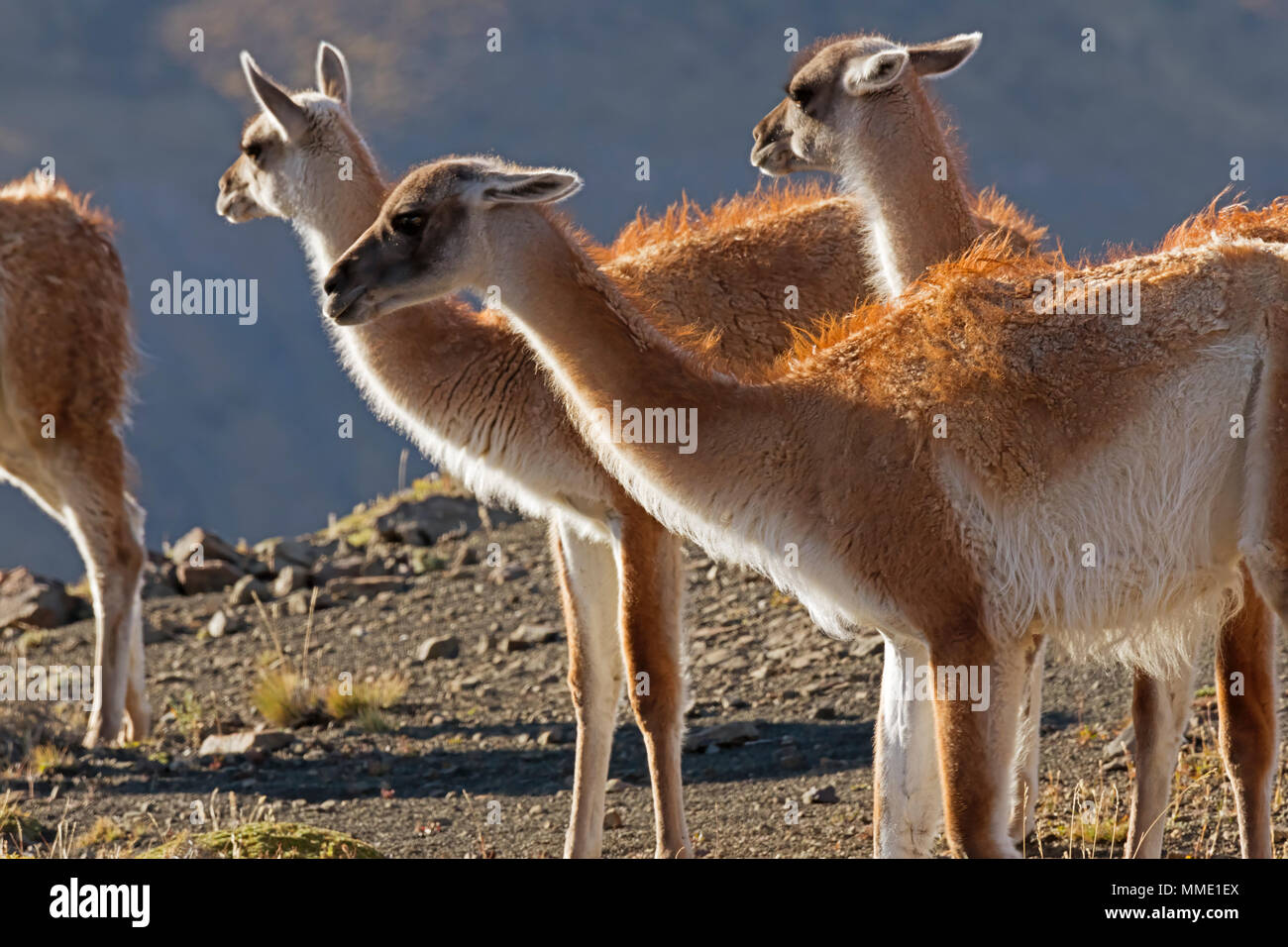 Guanacos, Lama guanicoe Stock Photo