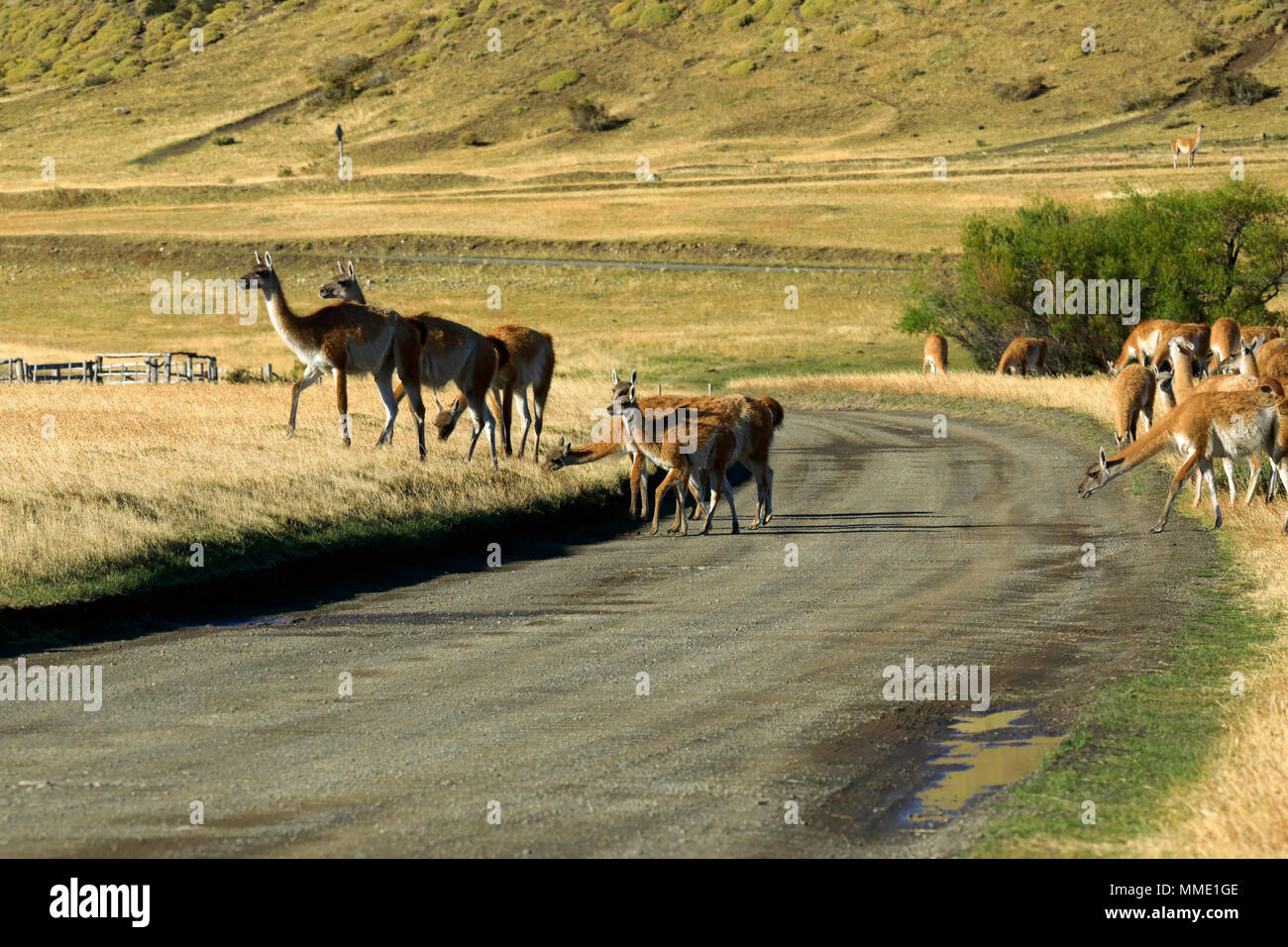 Guanacos, Lama guanicoe. A large group of guanacos cross a road in Patagonia. Stock Photo
