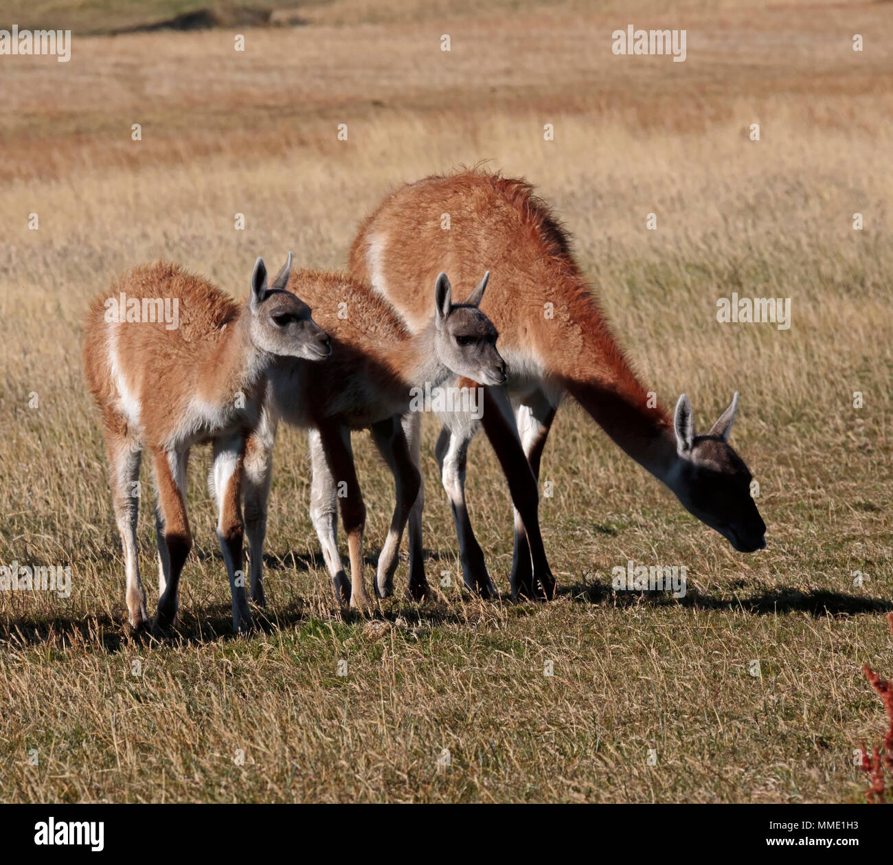 Guanacos, Lama guanicoe, female with two young in Patagonia. Stock Photo