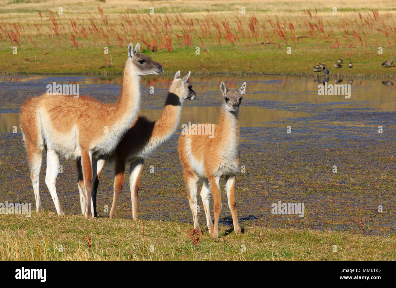 Guanacos, Lama guanicoe, female with two young in Torres del Paine National Park, Patagonia Stock Photo