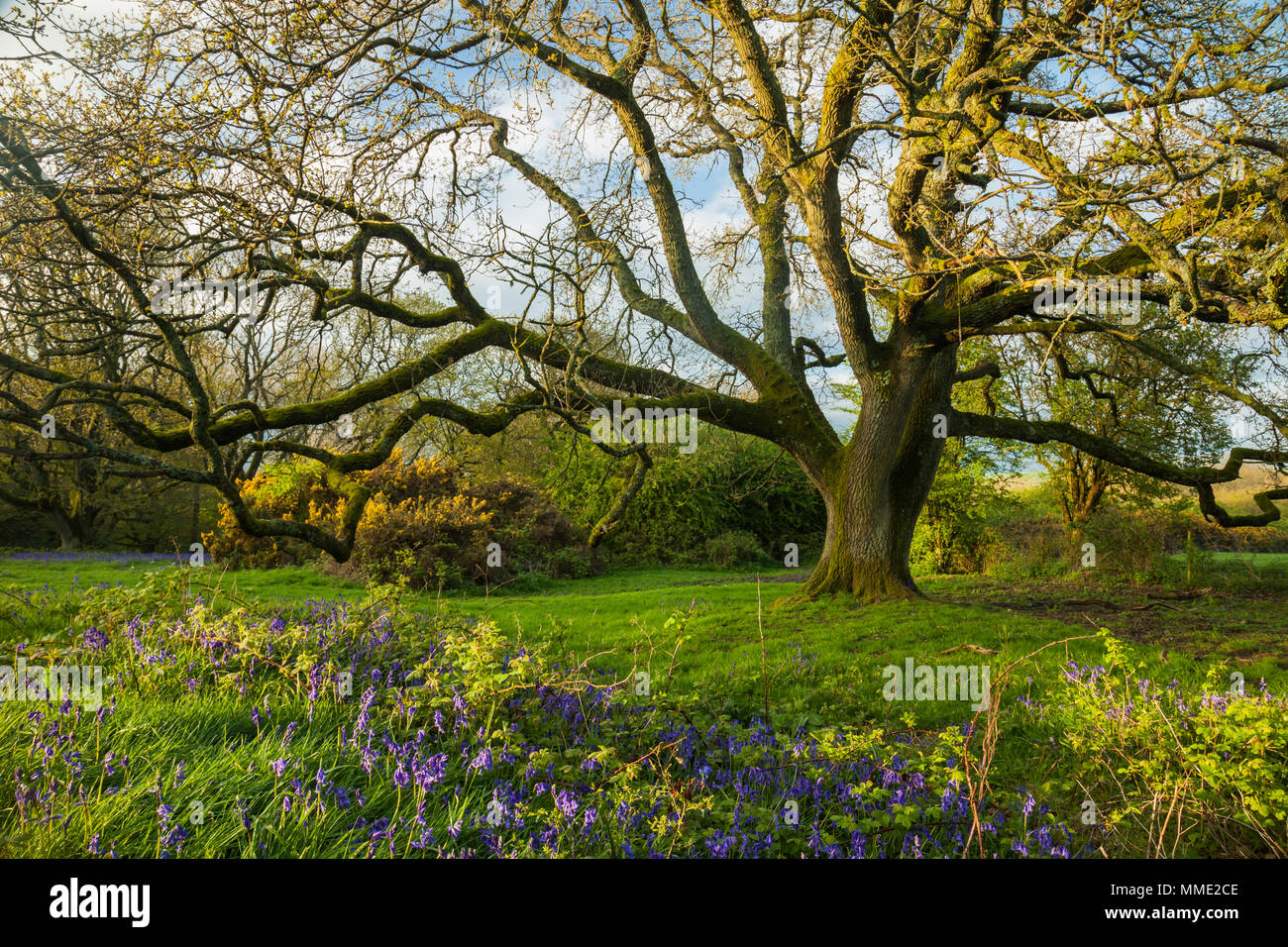 Spring afternoon in South Downs National Park, West Sussex. Stock Photo