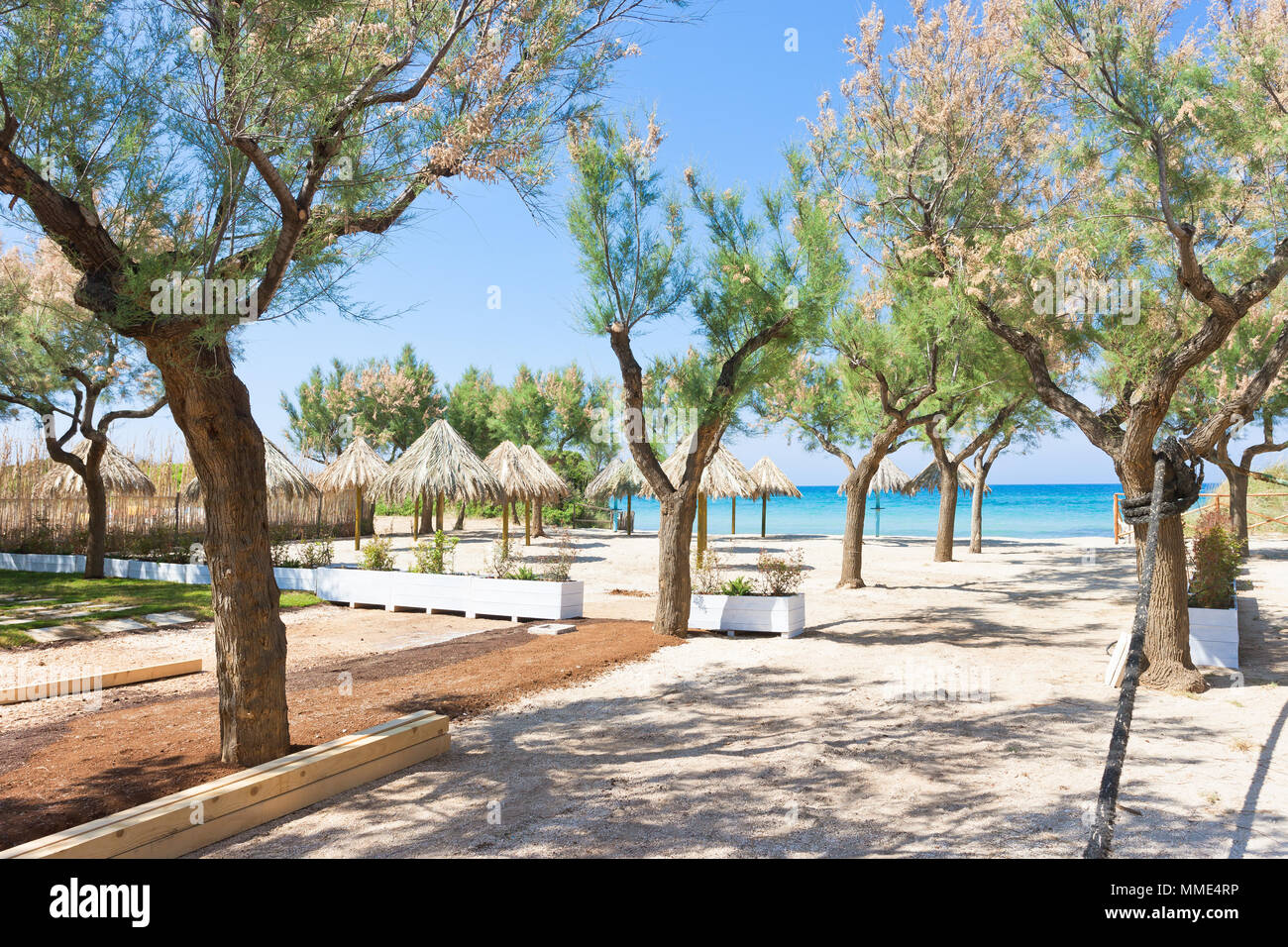 Spiaggia Terme, Apulia, Italy - Trees and sunshades at the beach Stock Photo