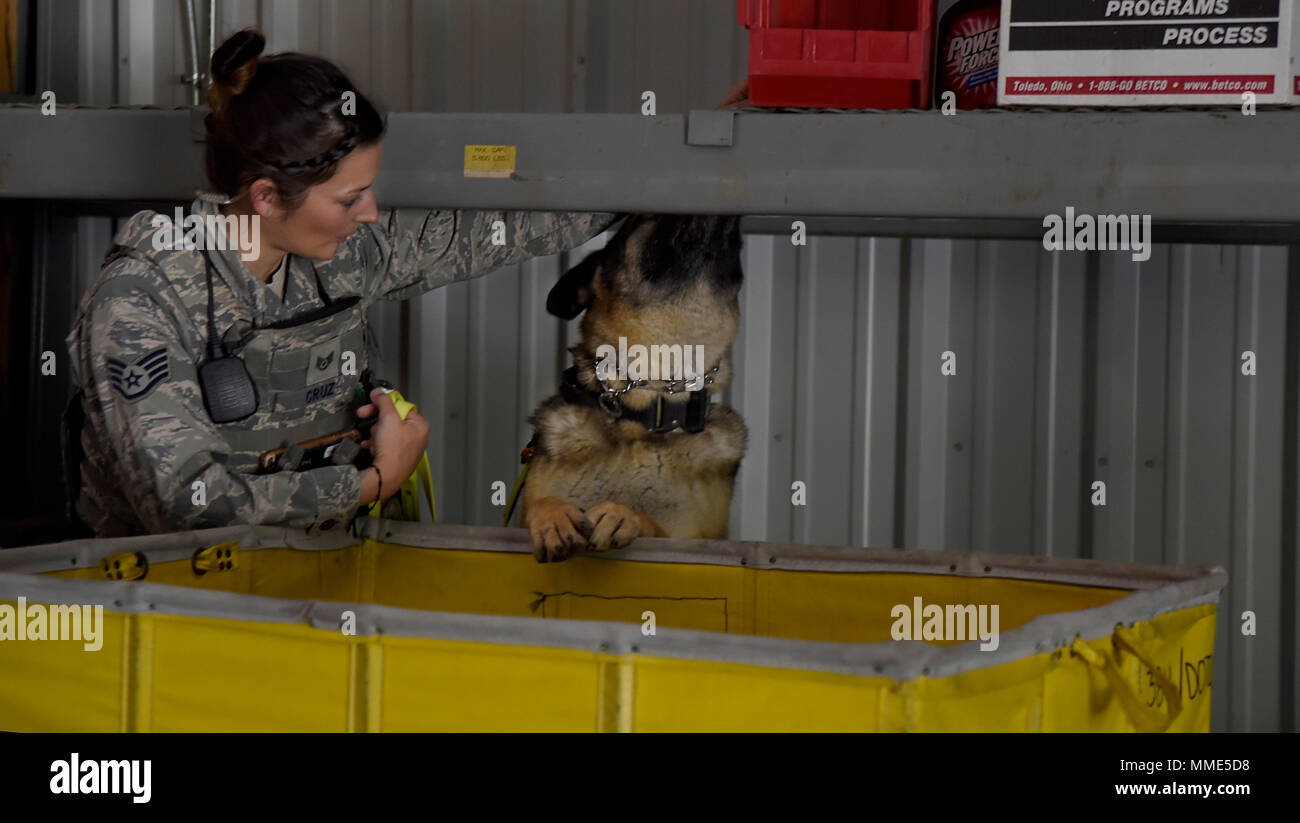 Canine response setup hi-res stock photography and images - Alamy